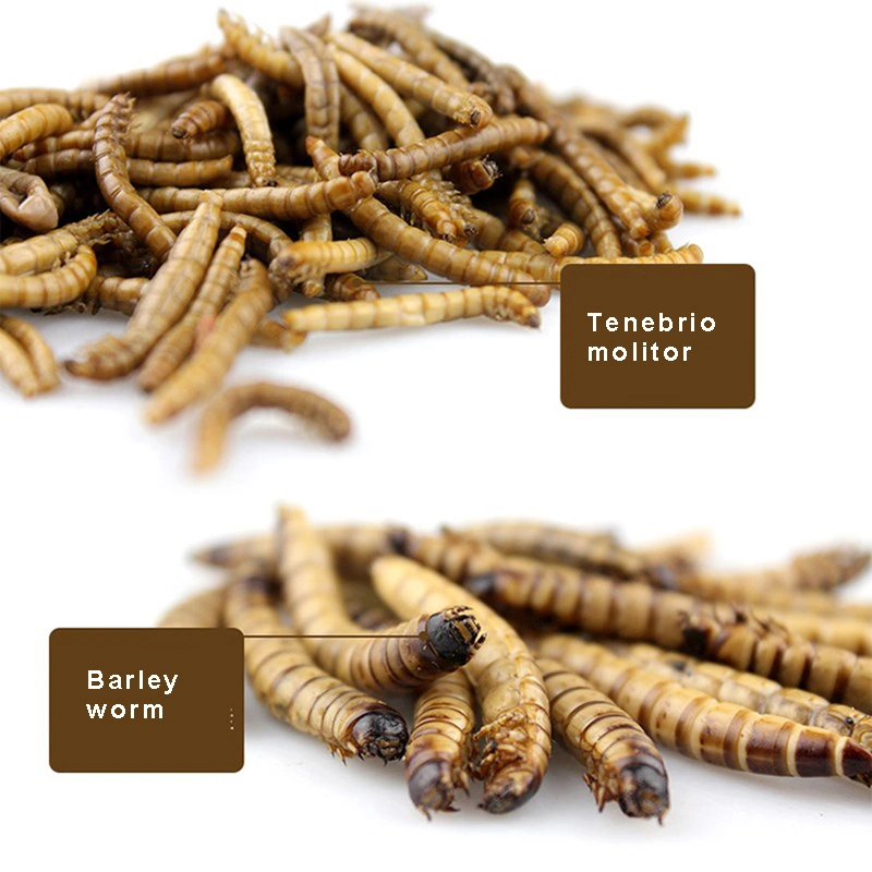 Barley Worm Animal Pet Feed High Protein Rhubarb Mealworm Dry Bird Food
