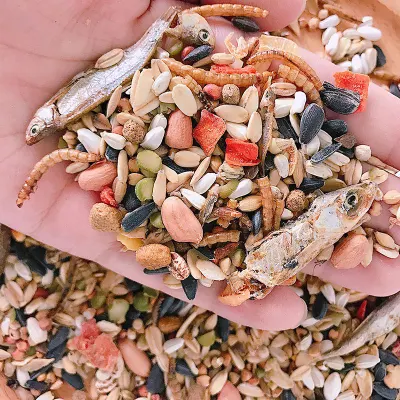 Sfuso Squirrel cibo frutta cibo frutti di mare criceto alimentare self-food Staple Cibo snack Animali domestici Bird Food