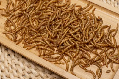 La microonda ha asciugato l&prime;ossequio del verme della farina per i pesci/uccelli/animali domestici/rettili/polli