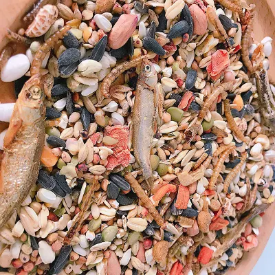 Sfuso Squirrel cibo frutta cibo frutti di mare criceto alimentare self-food Staple Cibo snack Animali domestici Bird Food