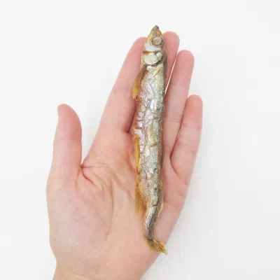 Pesce cibo fornitura delizioso gusto fresco Nutrizione supplemento di calcio liofilizzato Pesce animale animale animale cane trattare Cat snack