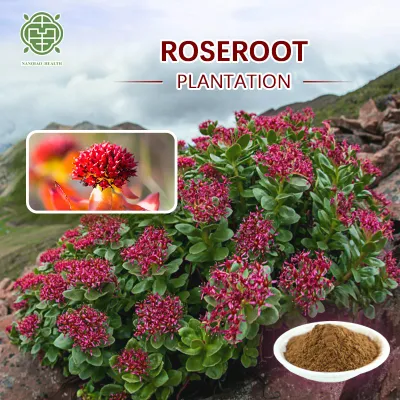 Nanqiao Traditional Chinese Medicine Extract Rhodiola Extract Powder 1% -10%, Rosavin: 2% -10%, Total Rosavins 3% -12%