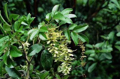 Engelhardtia Roxburghiana Extract Astilbin