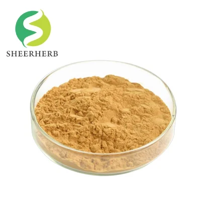 Best Ginkgo Biloba Supplement Ginkgo Biloba Extract Ginkgo Biloba Leaf Extract