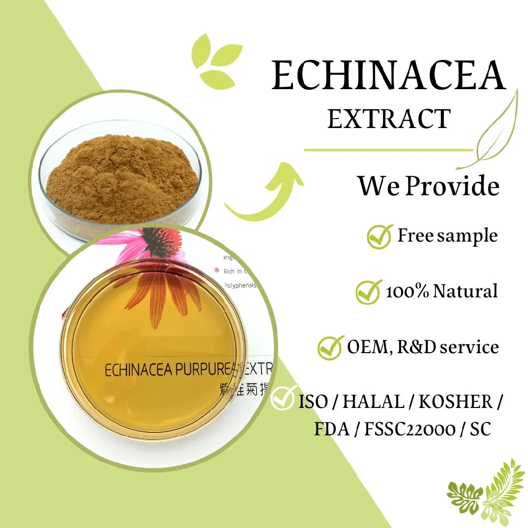 USDA Organic Certified Echinacea Purpurea Herbal Extract Echinacea Purpurea 4% Cichoric Acid Anti-Viral