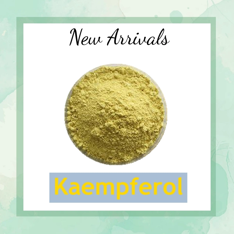 Professional Plant Extract Manufacturer CAS 520-18-3 Kaempferol