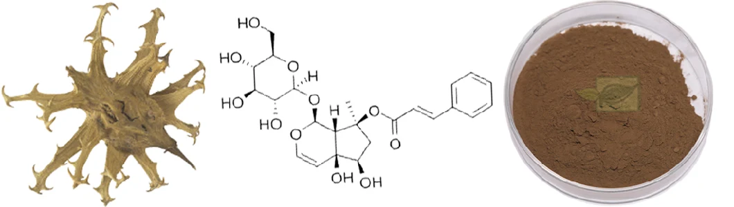 Factory Price CAS 19210-12-9 Devil Claw Extract Harpagoside