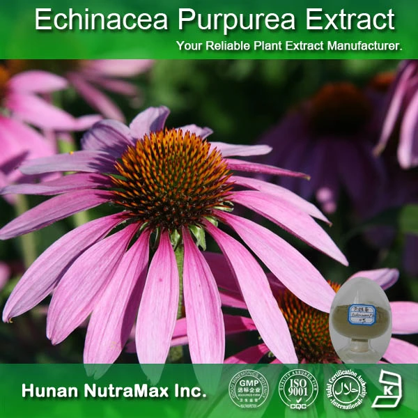 Herbal Extract Echinacea Purpurea Extract 2%-4% Cichoric Acid