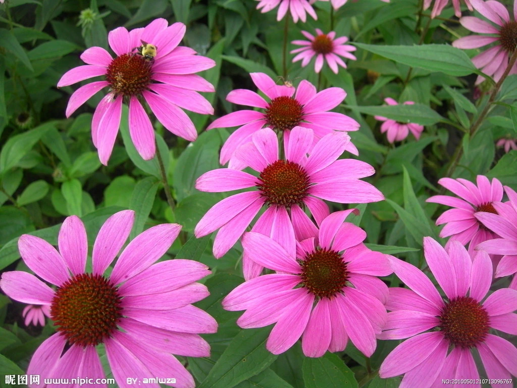 Herbal Extract Echinacea Purpurea Extract 2%-4% Cichoric Acid