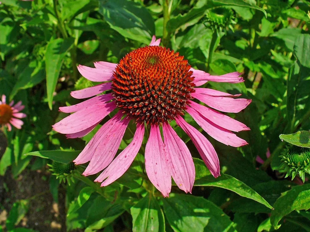 Herbal Extract Echinacea Purpurea Extract 2%-4% Cichoric Acid