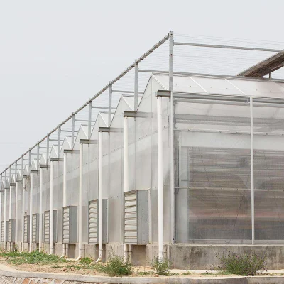  Vegetable Fruits Flowers Plastic Aeroponics System Hydroponic for Greenhouses Greenhouse Polycarbonate Sheet