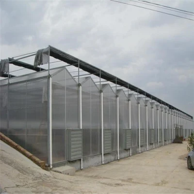  PC Hydroponic Systems Commercial Garden Plastic Greenhouse Polycarbonate Sheet