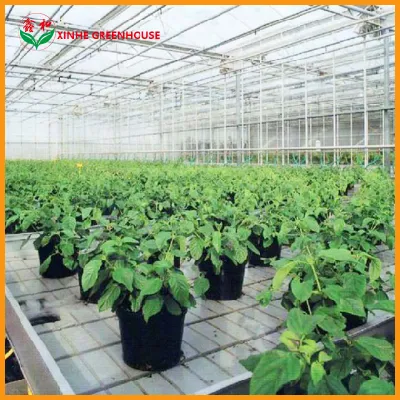  PC Sheet Plastic Garden Hydroponic Systems Commercial Greenhouse