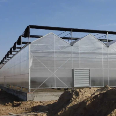  Agricultura Multi-Span Venlo Polycarbonate Sheet Greenhouse for Sale