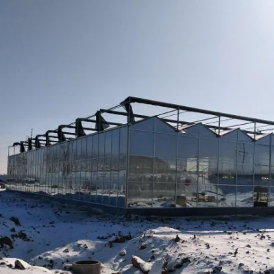  Multi-Span Venlo agrícolas invernaderos de vidrio con sistema de sombreado