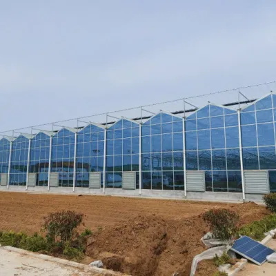  Agricultura invernadero de vidrio para hortalizas