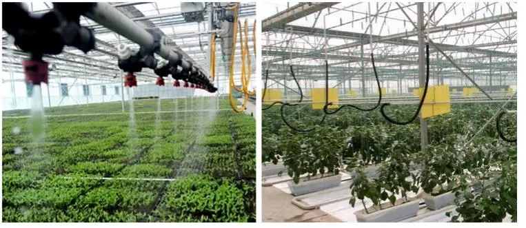 Multi-Span Glass Plastic Film Hydroponic Greenhouse for Vegetable Growing