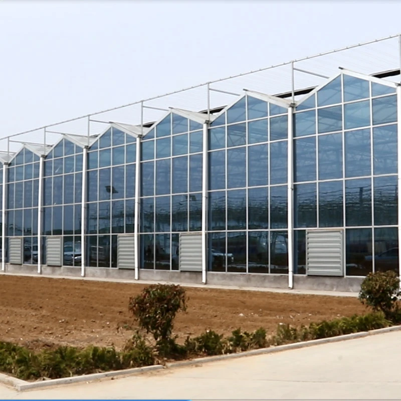 Agriculture Glass Greenhouse for Vegetables