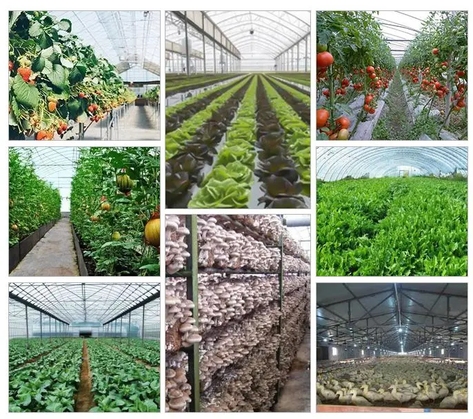 Multi-Span Agricultural Venlo Glass Greenhouses with Shading System