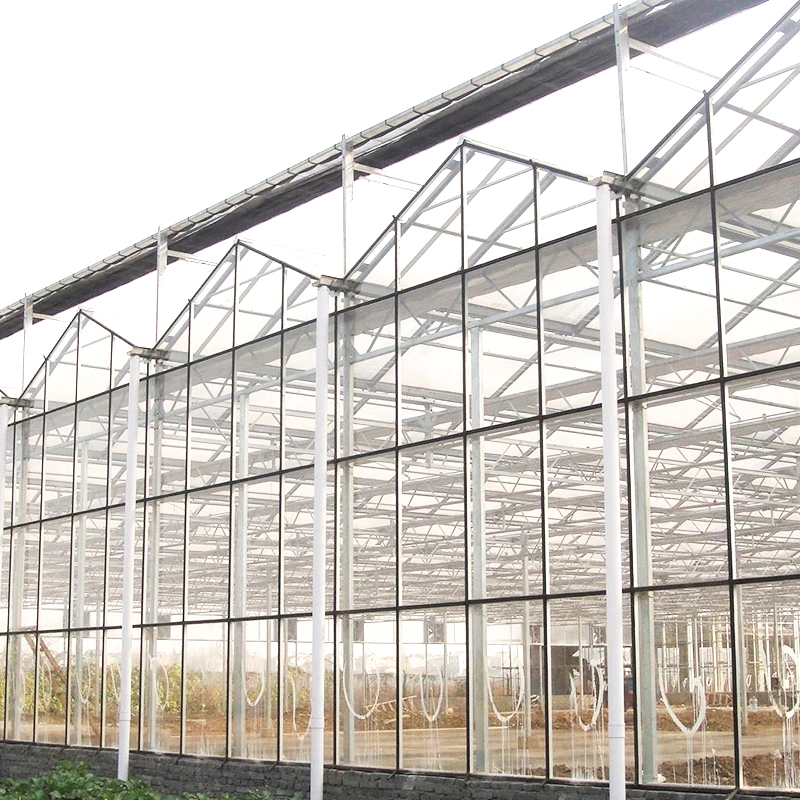 Large Multi-Span Commercial Venlo Glass Greenhouse for Flowers