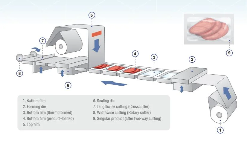Automatic Thermoforming Vacuum Packaging Machine for Fresh Meat