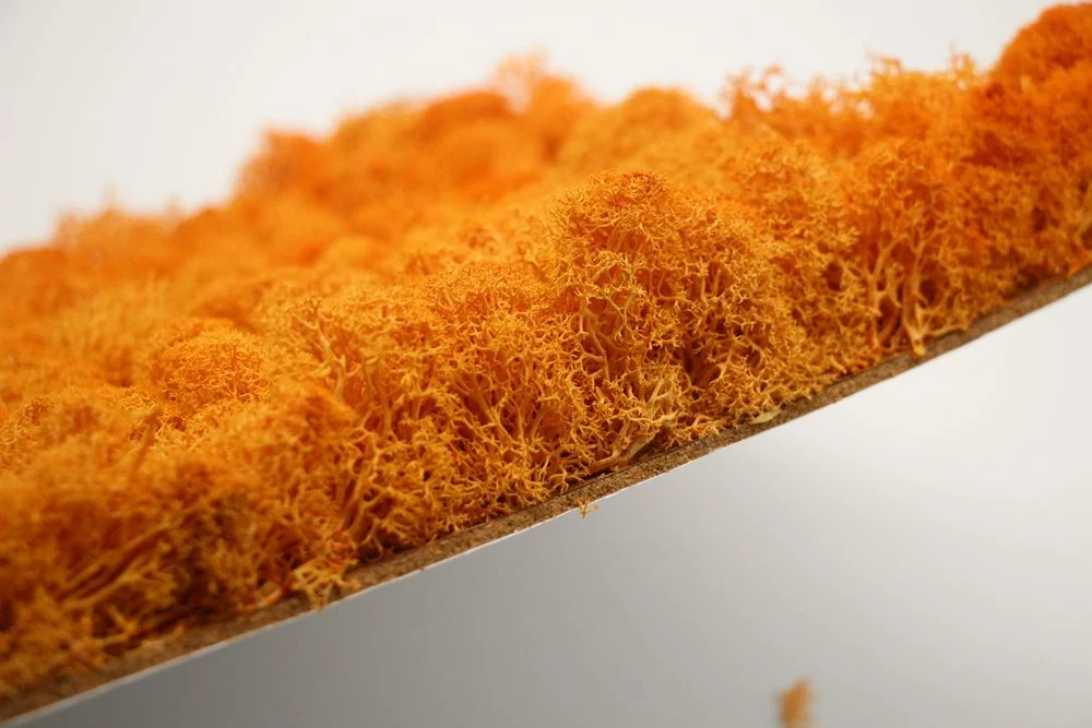 New Ideal Plant Wall Stabilized Moss Wall Irish Moss Tiles Preserved Moss Tiles