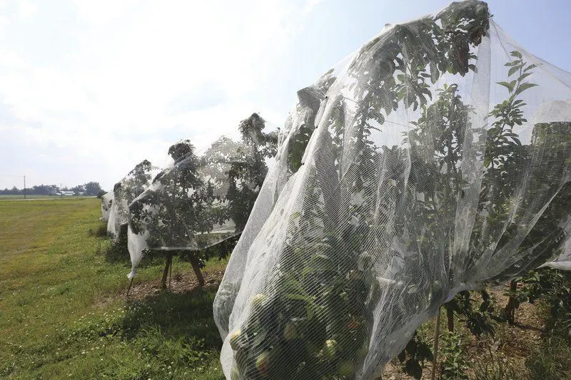 Customized 50X25 Mesh Thrips-Insect Netting Grey in Garden