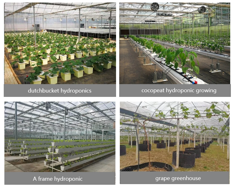 Agriculture Multispan Film Greenhouse Hydroponics for Planting Vegatables