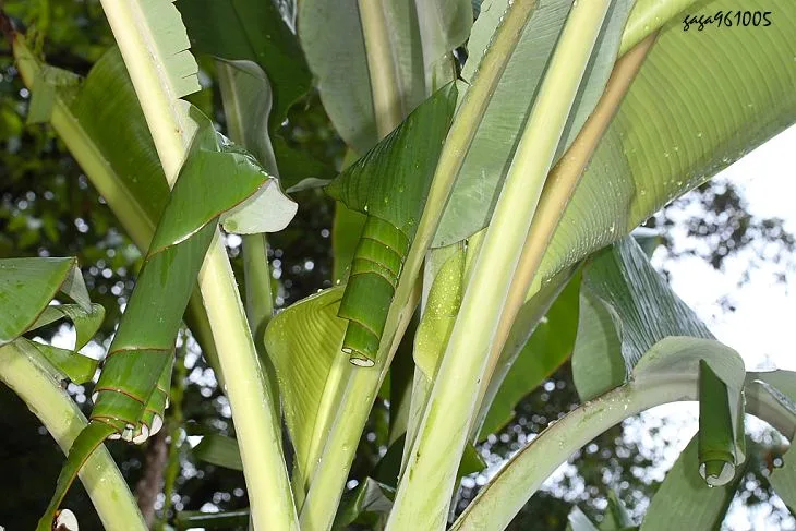 Polvo del extracto de la hoja del plátano/del extracto de la cáscara del plátano/del extracto de Banaba