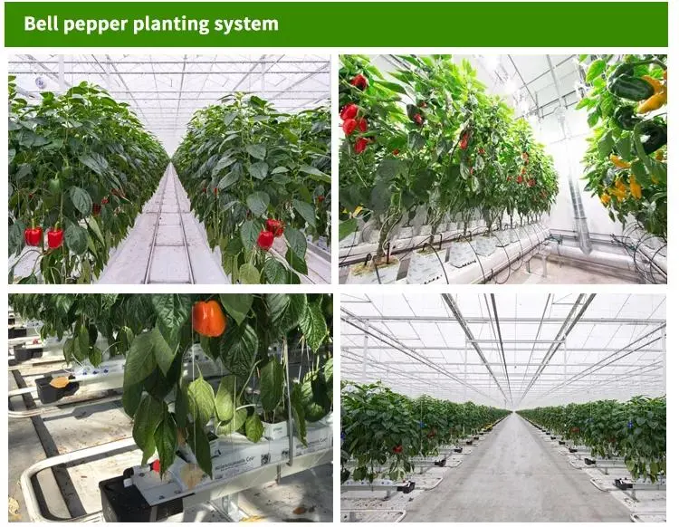 Tiled Hydroponic Vegetable Nft Hydroponics Indoor Vertical Garden Grow Tent Greenhouse System