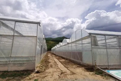Portable Tomato Tunnel Greenhouse for Sale