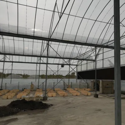  PVC/PE/Po Film Greenhouse for Hydroponics Tunnel