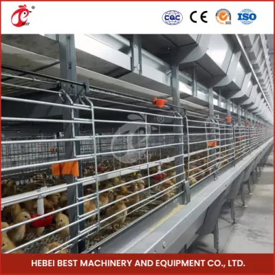 Bestchickencage China Outdoor Chicken Coops Suppliers H Frame Automatic Boriler Cages Free Sample Energy Save/Remote Control Chicken Coop Shed