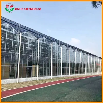  Multi/Single Span Green House with Hollow Tempered Glass/Hydroponic System for/Vegetables/Fruit/Flower/Lettuce/Pepper/Bell Pepper/Mushroom