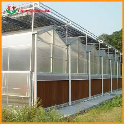  Venlo Type Single Layer Polycarbonate Greenhouse for Flower/Vegetable/Planting/Farm /Aquaculture/Livestock/Breeding/Ecological Restaurant with Hydroponic System
