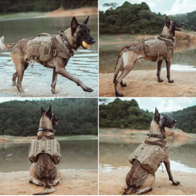 Dog with a Backpack Dog Saddle Bag Backpack for Travel Camping Hiking
