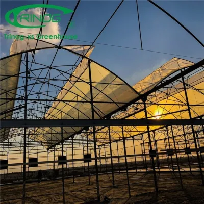 Hot Sale Film Multi-span Water Saving Smart Greenhouse with Indoor Hydroponic System