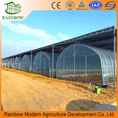  Agriculture Single-Span Arch Type Film Garden Greenhouse with Hydroponics Growing System for Agriculture/ Poultry/ Vegetables/ Tomatoes/ Strawberry