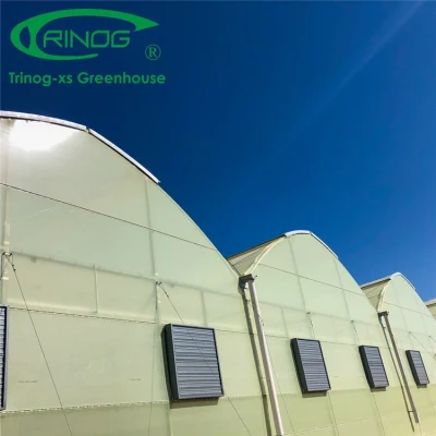 Hot Sale Film Multi-span Water Saving Smart Greenhouse with Indoor Hydroponic System