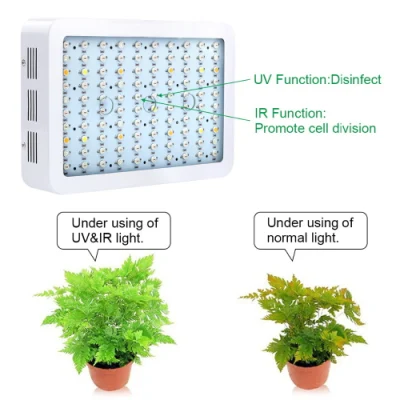  300W 600W 800W Full Spectrum LED Grow Light for Indoor Plants