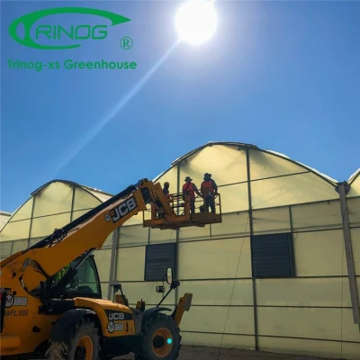 Hot Sale Film Multi-span Water Saving Smart Greenhouse with Indoor Hydroponic System
