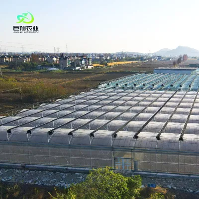  Agricultural/Commercial /Multi- Span Film/Po/PE/Plastic Green House for Tomatoes/Cucumber/Peppers/Strawberry with Hydroponic System/Drip Irrigation