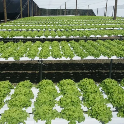  Nft Channel System Hydroponic Farming Nft Hydroponic System Professional China Manufacturer