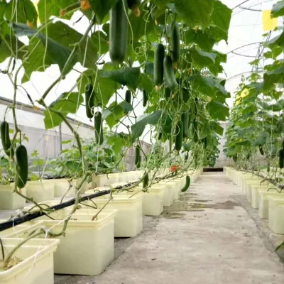  11L Bato Dutch Bucket Hydroponic Cultivation System with Siphon Elbows