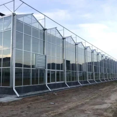  Multi-Span Glass Greenhouse with Indoor Hydroponic Systems Greenhouses for Sale
