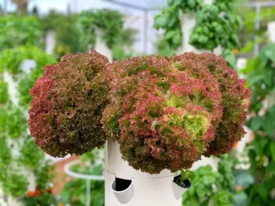  G and N Vertical Hydroponic Tower Home Garden