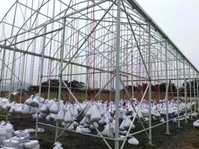  Agricultural Venlo Type Glass Green House with Hydroponic System for Vegetables