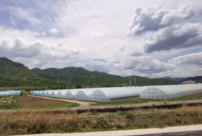 Portable Tomato Tunnel Greenhouse for Sale