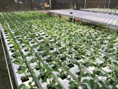  Vertical Indoor Hydroponic PVC Nft Micro Greens Growing Trough Hydroponics System