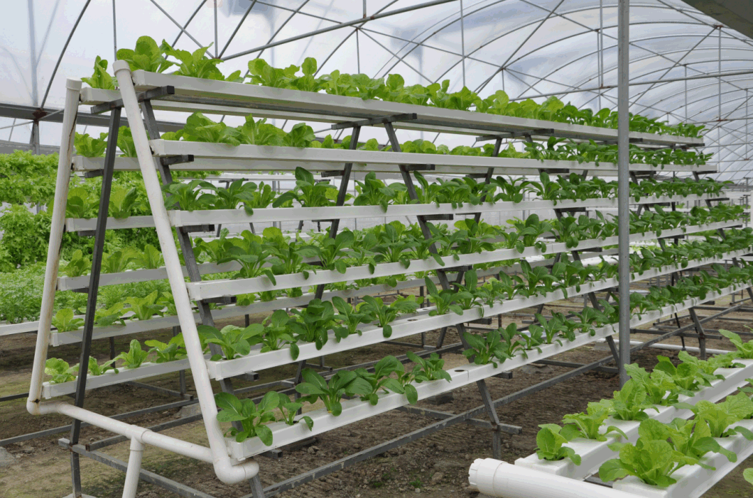 Nft Channel Hydroponic Growing System for Greenhouse